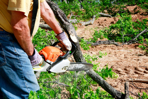 Tree Root Removal in Spring Hope, NC